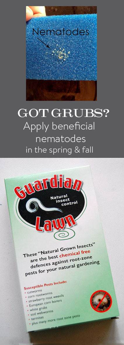 How and when to Get Rid of Grubs.Naturally Nematodes! - The Art of Doing  Stuff