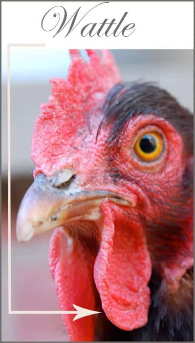 Large wattle on Rhode Island Red cross hen.