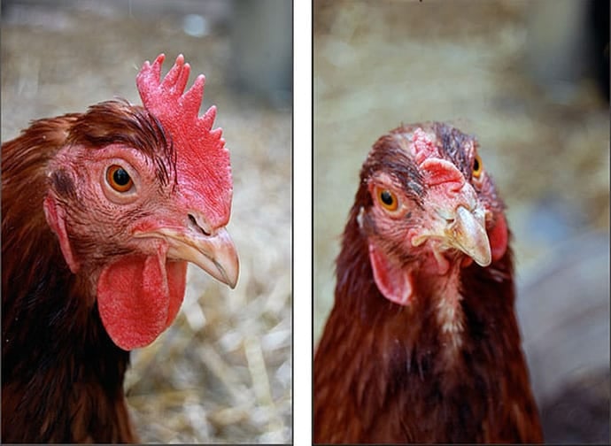 The anatomy of a chicken from tip to tail. The head of a Rhode Island Red chicken shows a classic single comb, beside a mixed breed showing a pea comb.