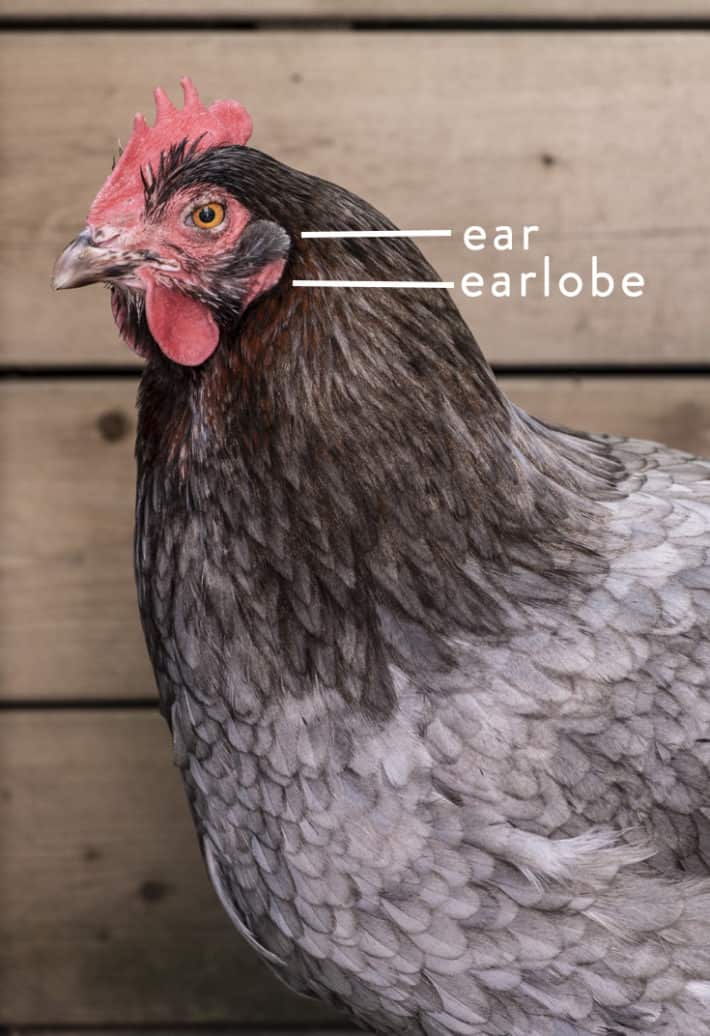 The anatomy of a chicken from tip to tail. A Blue Copper Marans feathered ear and red earlobe, standing in front of a wood fence with