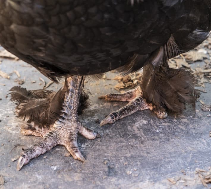 Black Scaly legs belonging to a Black copper marans with feathered shanks.