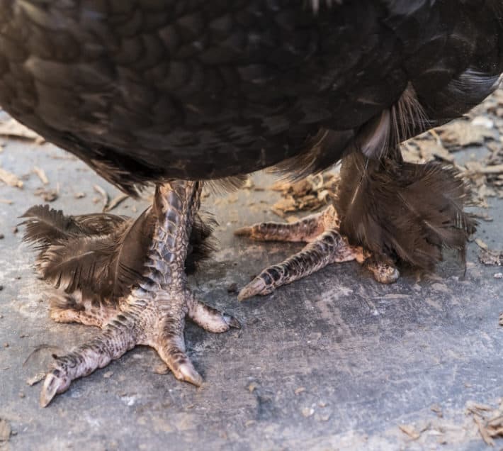 The anatomy of a chicken from tip to tail. Black Scaly legs belonging to a Black copper marans with feathered shanks.