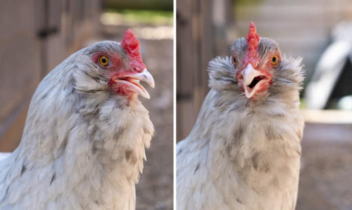 A white Splash coloured Olive Egger with a full muff and beard.