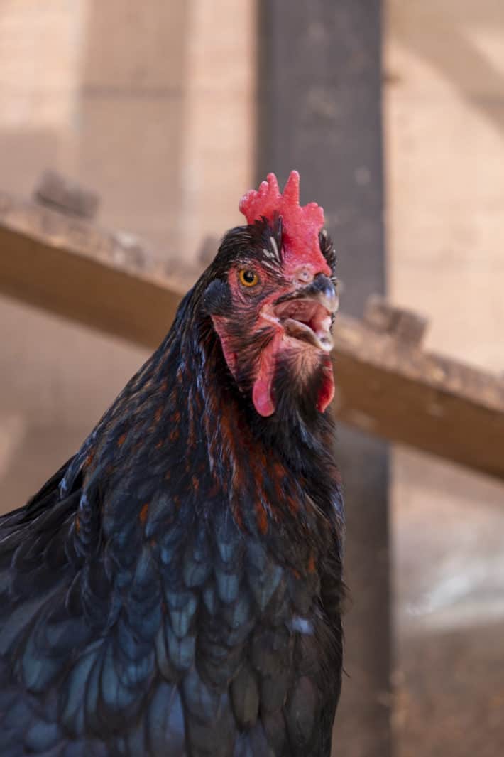 A black chicken with copper feathers around its neck pants to cool down in the summertime heat.