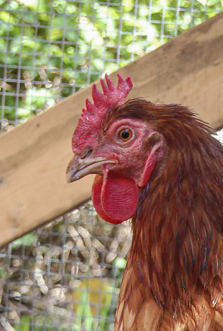A Rhode Island Red hen shows long, bright red wattles hanging down from her mouth.