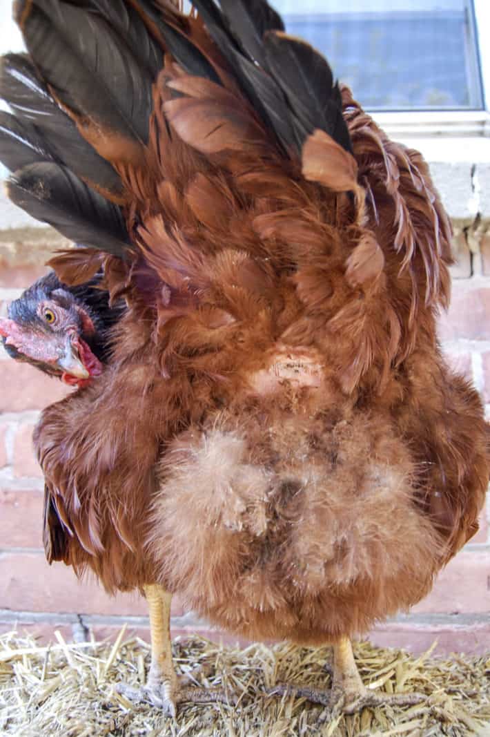 A red chicken looks back at its own vent.