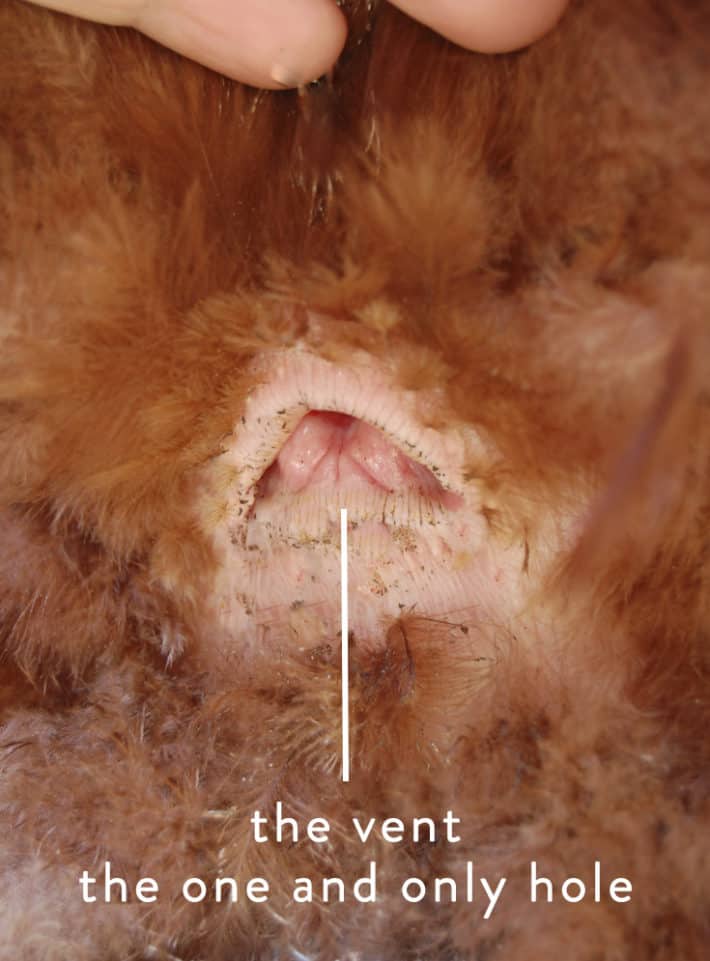 An up close look at a chicken's vent, the hole that does everything.