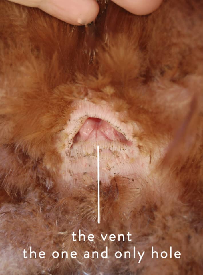 The anatomy of a chicken from tip to tail. An up close look at a chicken's vent, the hole that does everything.