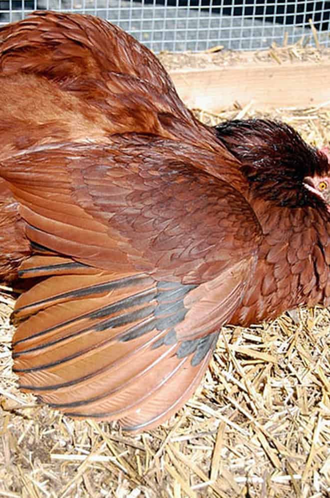 The anatomy of a chicken from tip to tail. A birds lays down in straw and spreads its wings out to bask in the sun in spring.