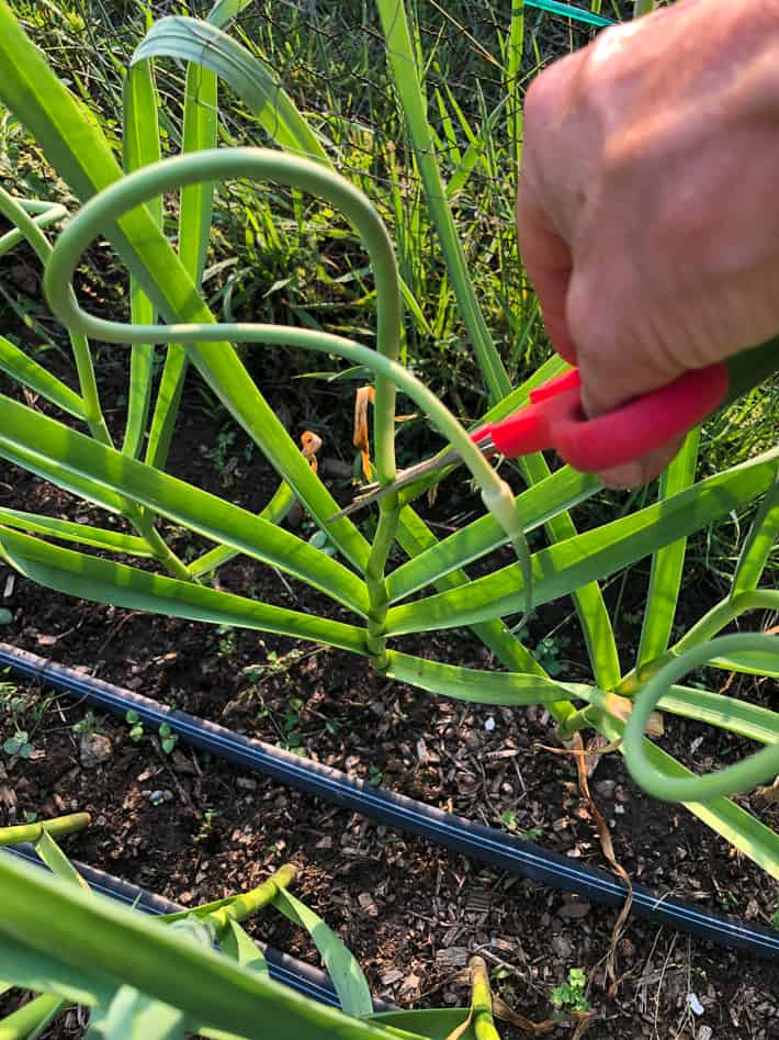 Trimming off a garlic scape with scissors.
