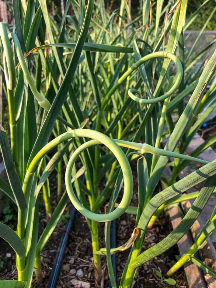 Garlic scape showing one full circle of curling.