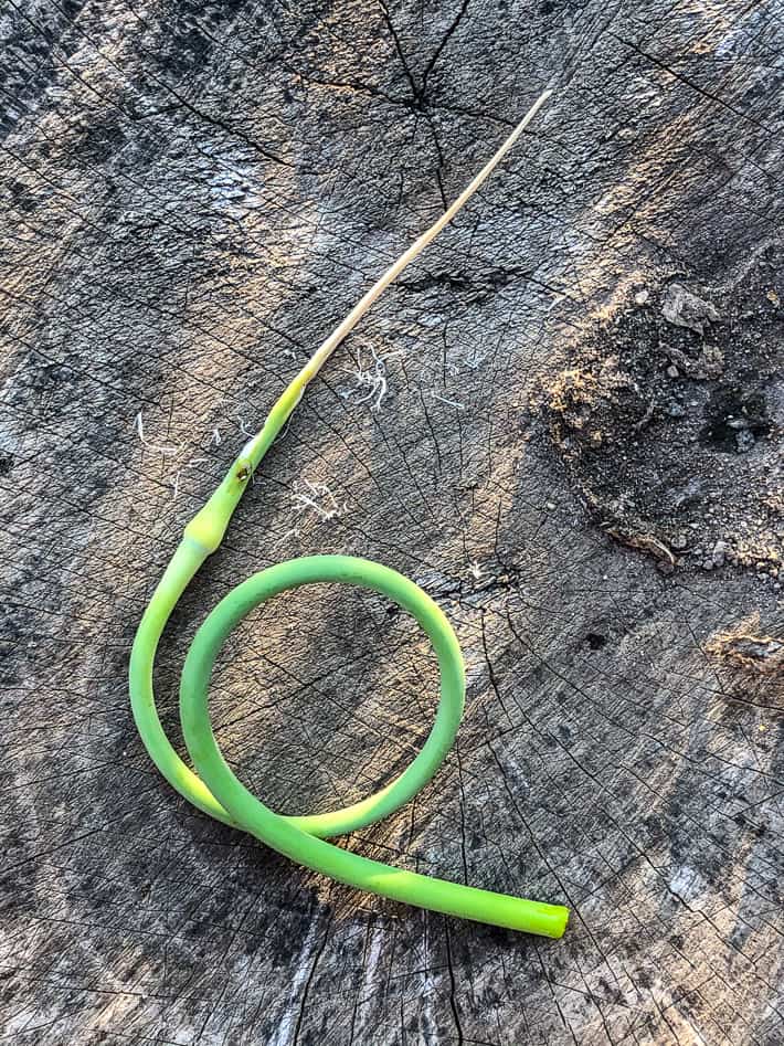 Garlic scape with leek moth damage.