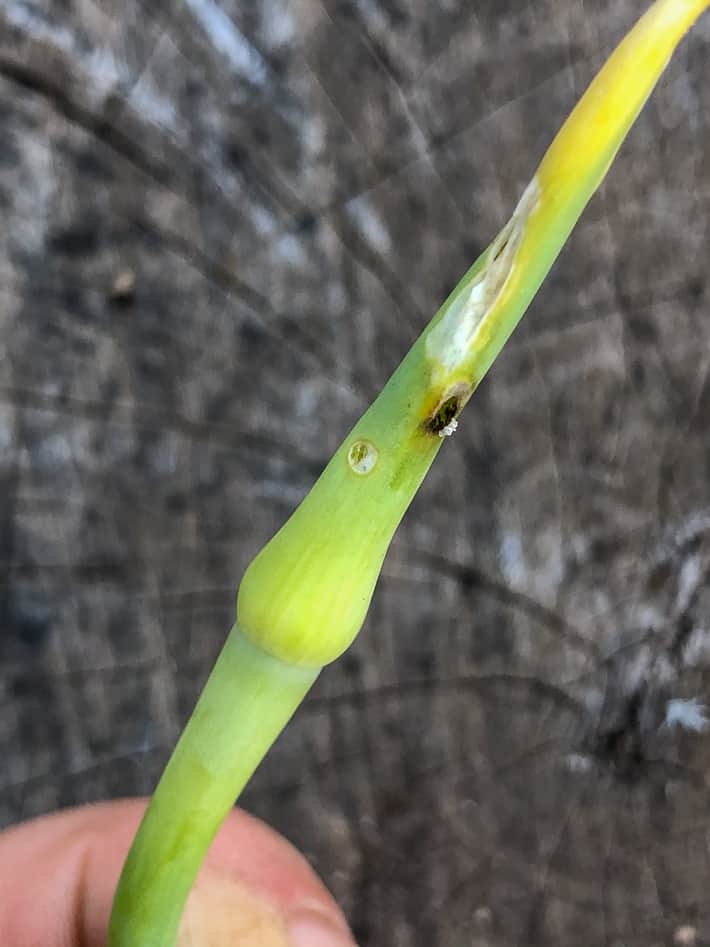 Flower portion of garlic scape with hole in it from leek moth larvae.