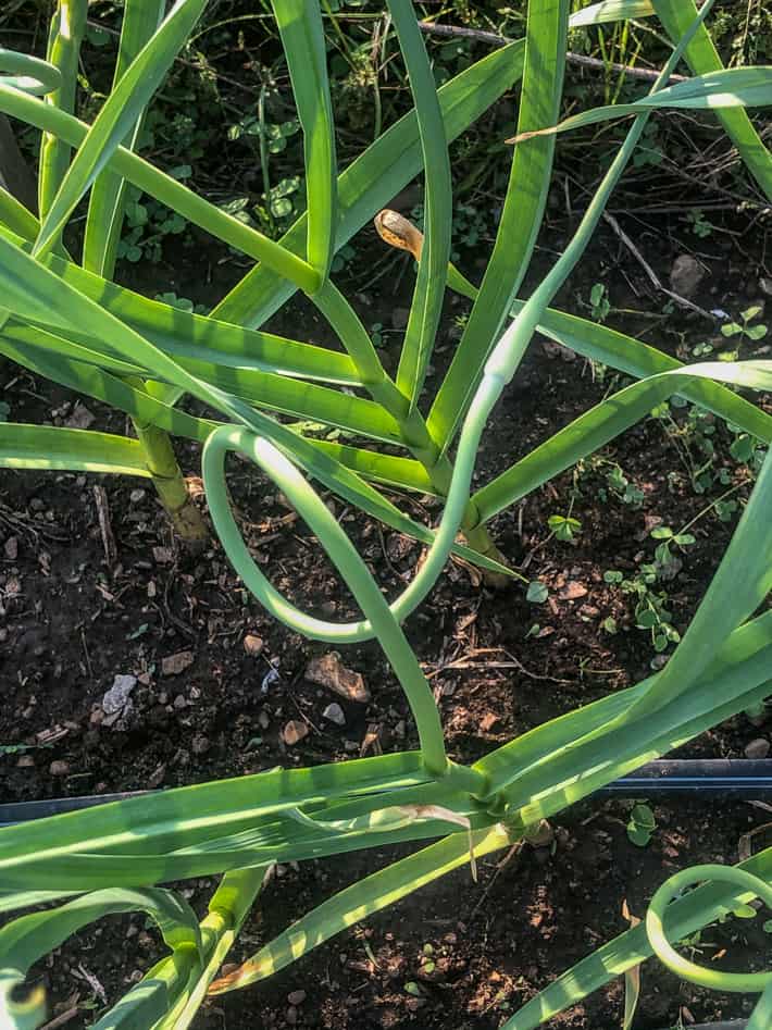 Garlic scape showing a full circle of curling.