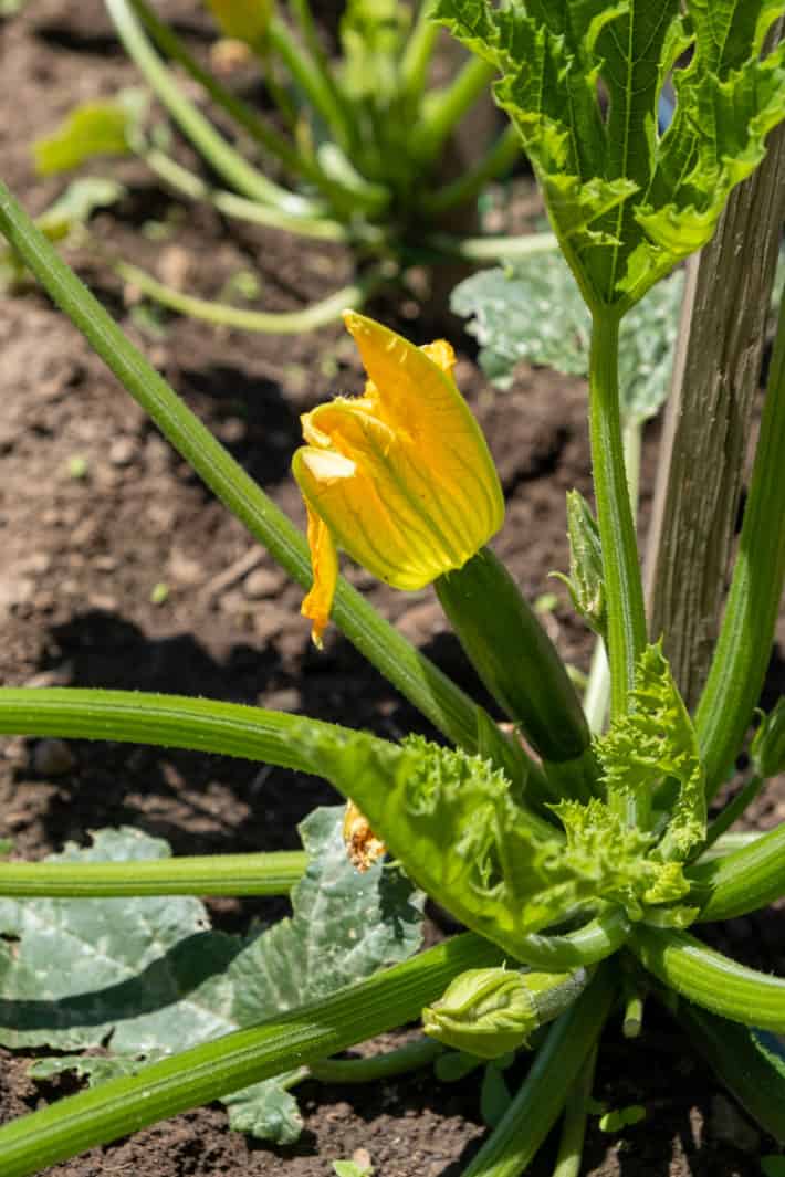A healthy, small, newly pollinated zucchini with the blossom still attached showing signs of growth.