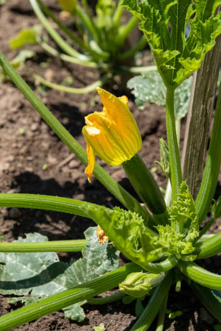 How to hand pollinate cucurbits. A healthy, small, newly pollinated zucchini with the blossom still attached showing signs of growth.