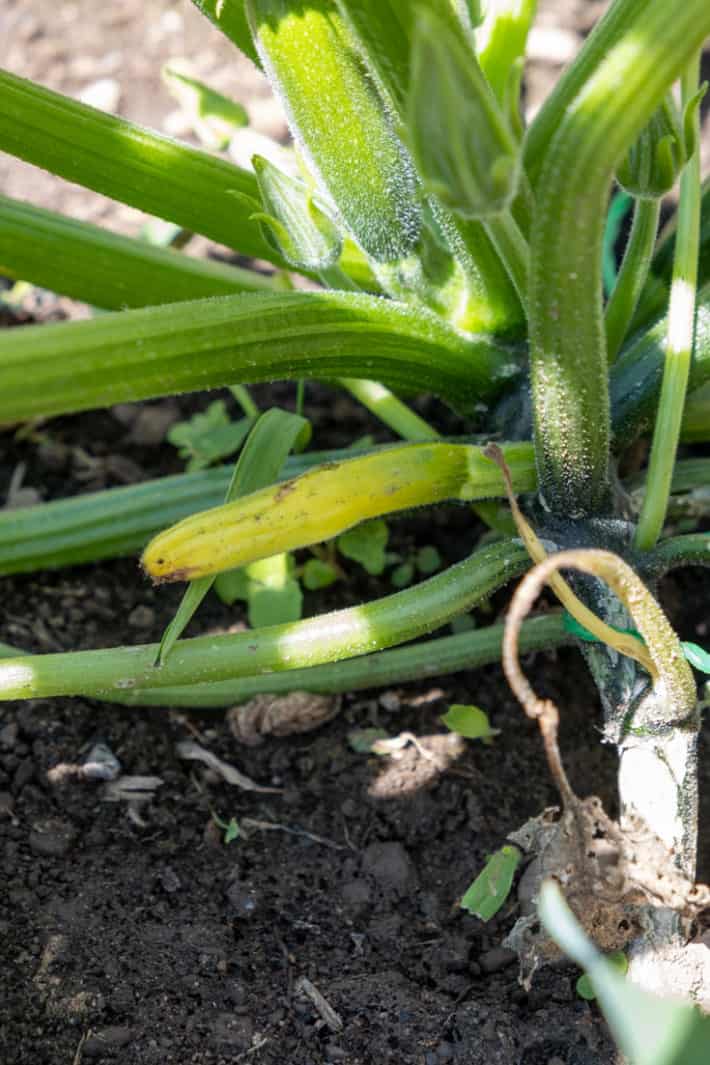 A yellowed, small zucchini that wasn't pollinated about to fall off the vine.