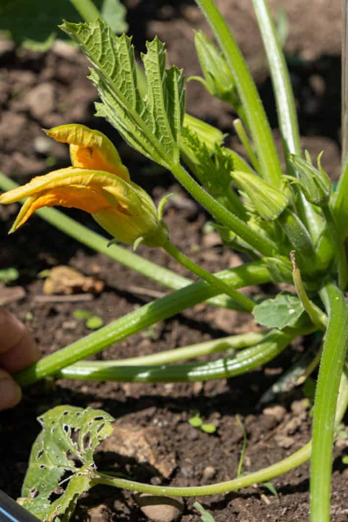 A male zucchini flower seen on a long, thin stem.