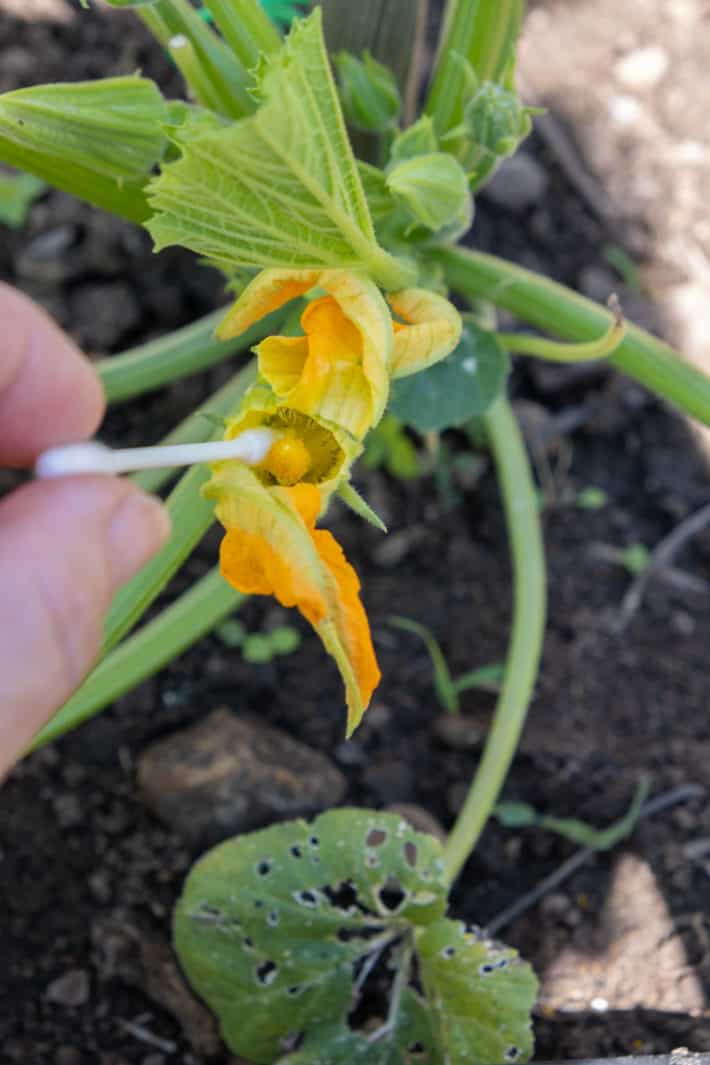 How to hand pollinate cucurbits. A Q Tip brushing inside a male zucchini flower to gather pollen for hand pollination.