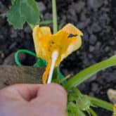How to Hand Pollinate Your Squash & Zucchini!