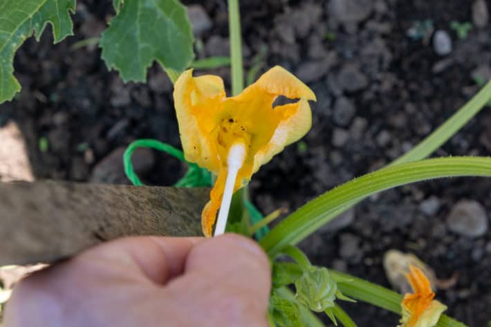 How to hand pollinate cucurbits. A Q Tip being brushed around a female zucchini blossom for pollination.