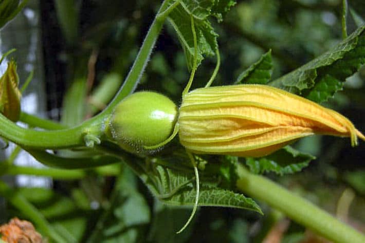 How to hand pollinate cucurbits. Female squash flower with a small acorn squash at its base.