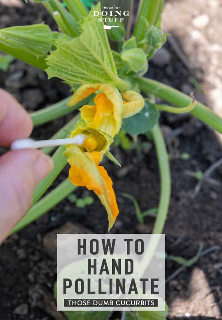 How to Hand Pollinate Your Squash & Zucchini