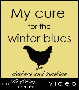 chicken-video