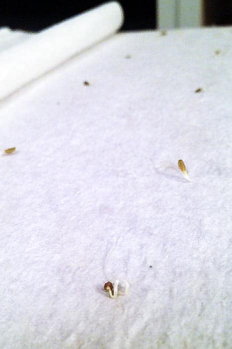 Newly sprouted carrot seeds using wet paper towel method.