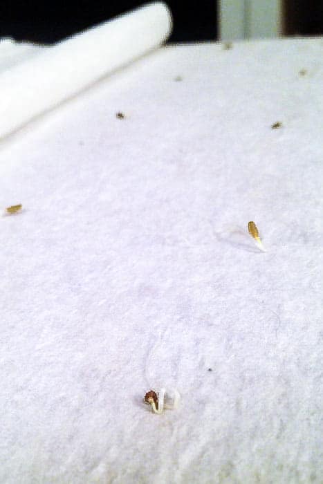 Newly sprouted carrot seeds using wet paper towel method.
