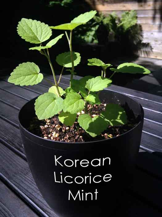 Korean-licorice-mint