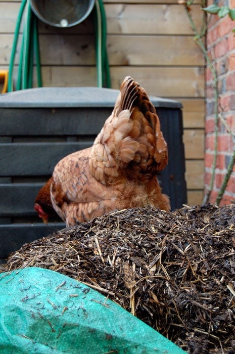 Backside, fluffy butt of an orange chicken as it scratches at the top of a compost pile.