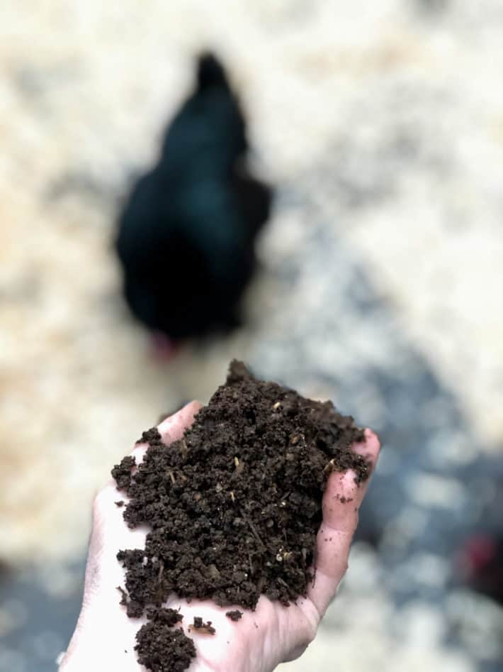 Beautifully broken down compost that looks just like soil being held in a hand outside, with a chicken in the background.