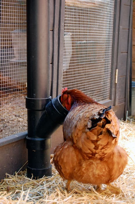 The best chicken feeder in the world.The Art of Doing Stuff