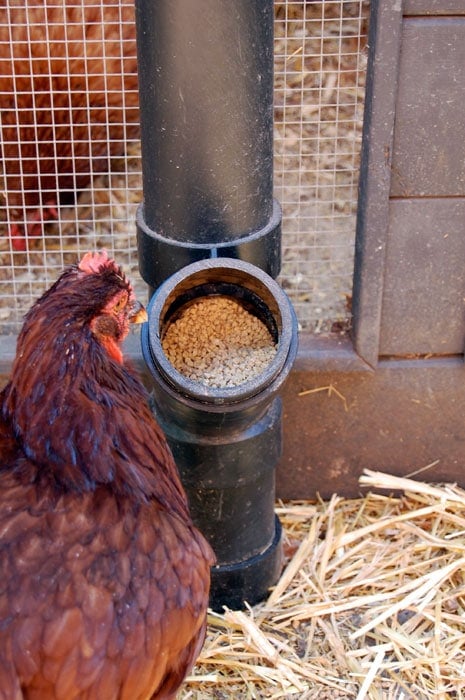 DIY PVC Chicken Feeder | Survival The best chicken feeder in the world.The Art of Doing Stuff