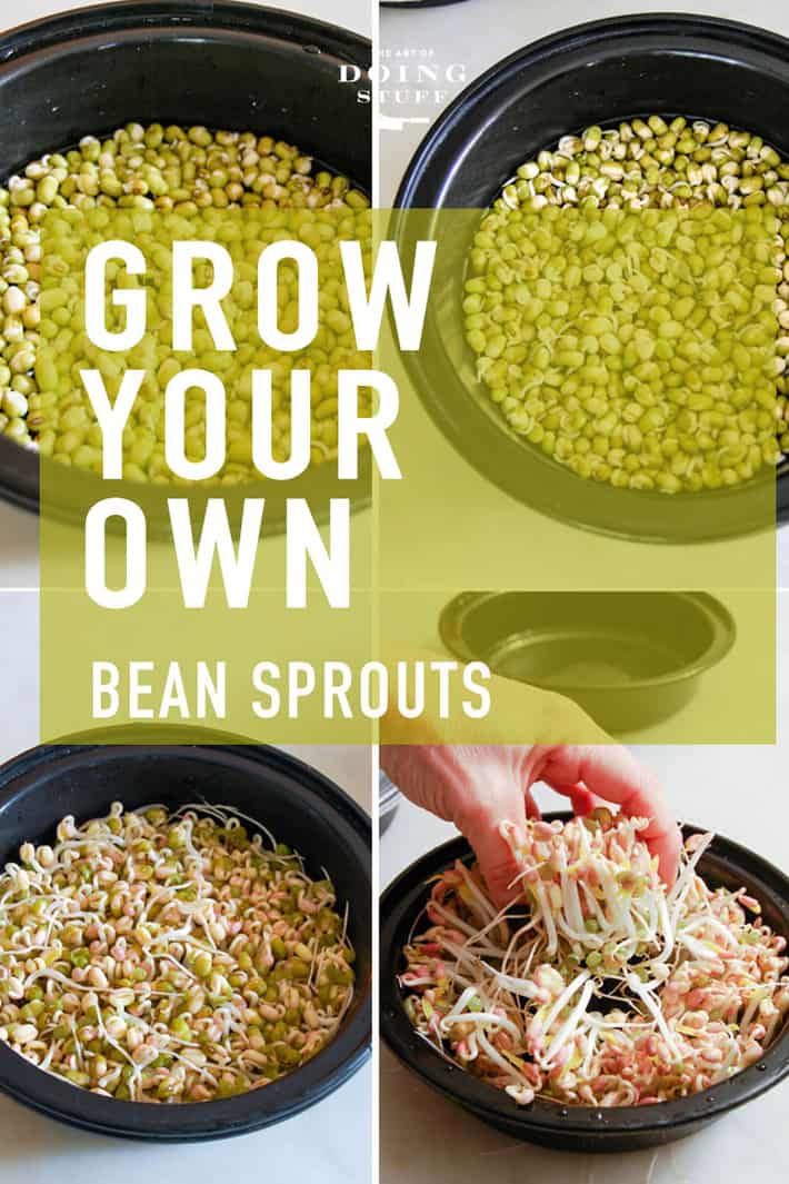 Mung Bean Sprouts: How To Grow Your Own At Home