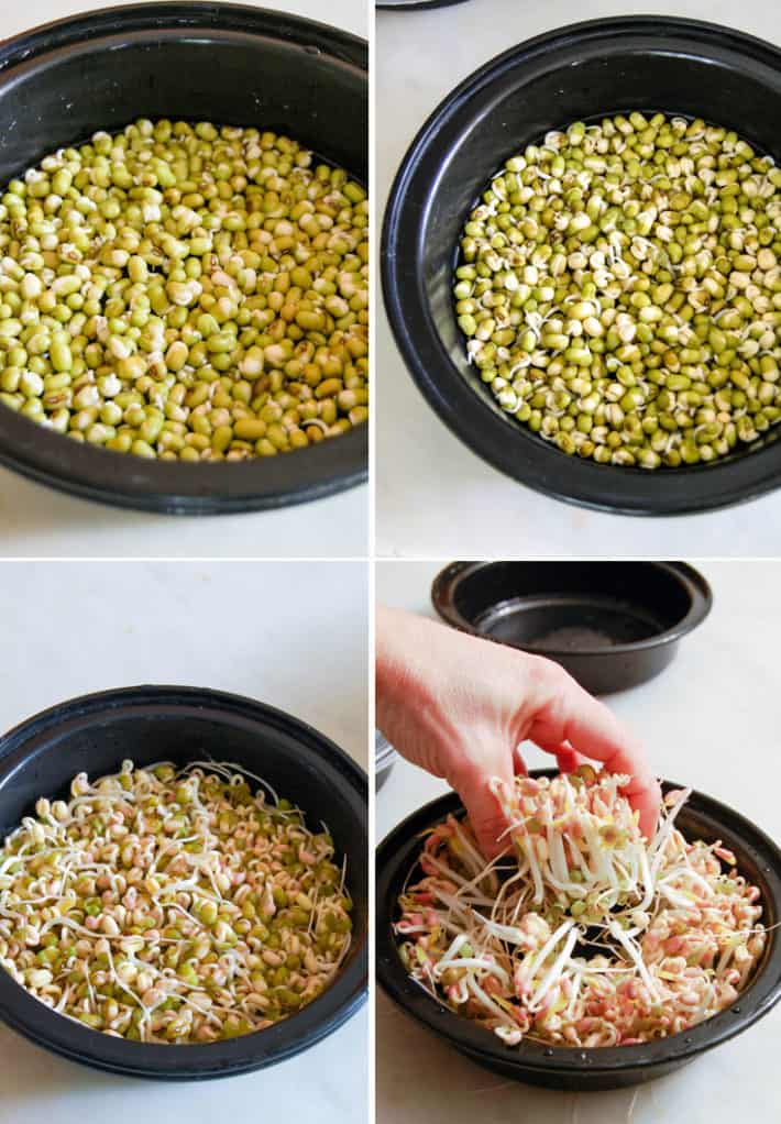 Grid of photos showing 4 days of mung bean sprout growth.