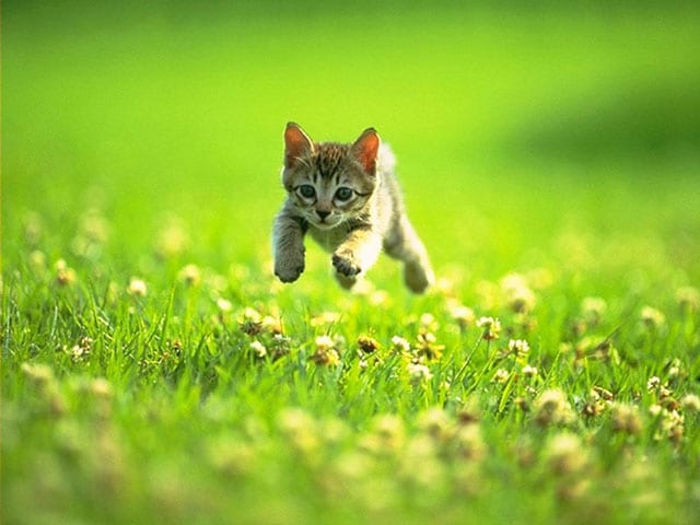 kitten-in-meadow