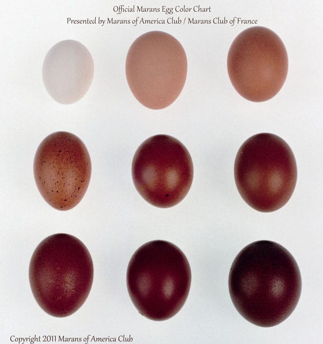 Marans-egg-chart