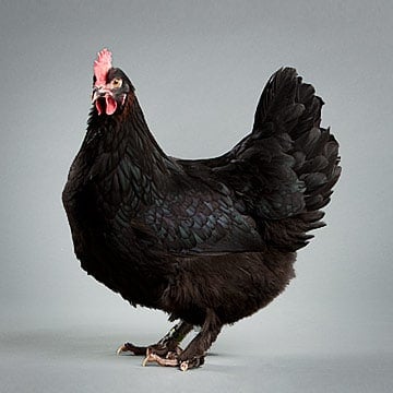 La race que j'ai choisie.Black Copper Marans | L'art de faire des trucs