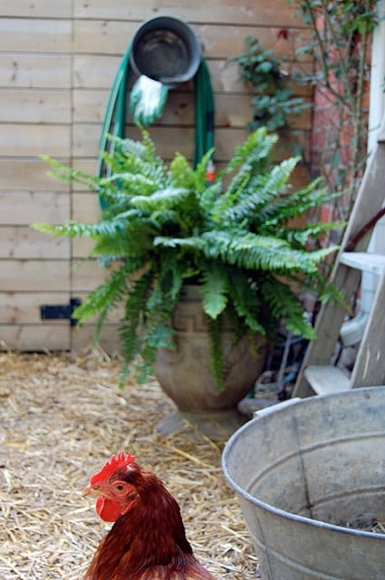 Chicken in straw run with Boston fern.