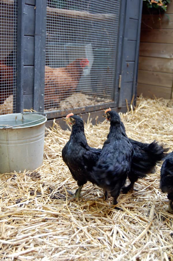 5-week-old-french-marans