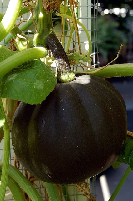 Acorn Squash