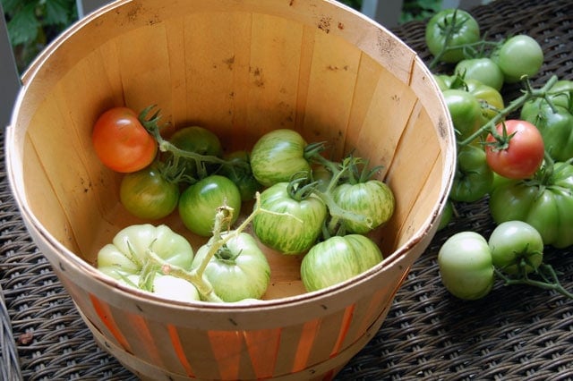 Basket Of Tomatoes