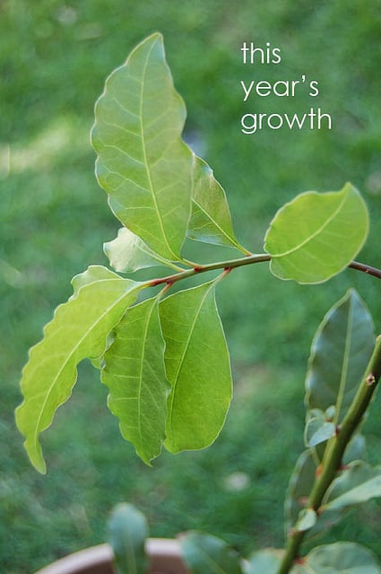 Bay Leaves New Growth