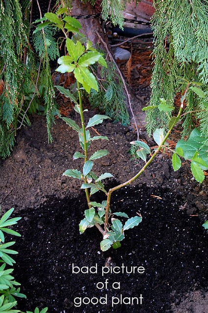 Bay Tree In Ground