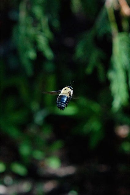 Bee Close Up