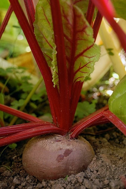 Beet