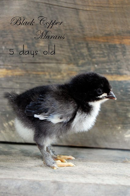 Black Copper Marans 5- Days Old