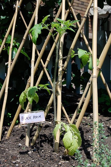 Black Krim Tomato